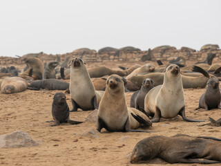 S&uuml;dafrikanische Seeb&auml;ren&nbsp;(Arctocephalus pusillus)