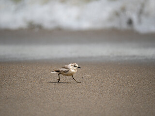 Weißstirn-Regenpfeifer (Charadrius marginatus)