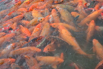 koi fish in the pond