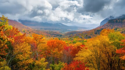 Fototapeta premium A scenic overlook reveals a valley filled with trees showcasing their vibrant fall foliage, where the rich colors create a breathtaking