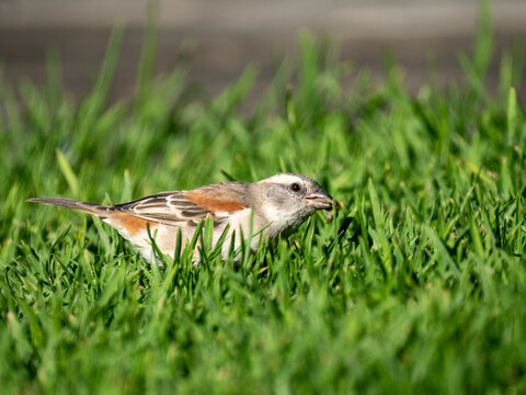 Kapsperling (Passer melanurus)