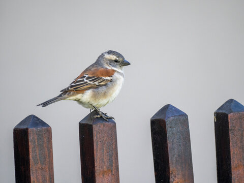 Kapsperling (Passer melanurus)