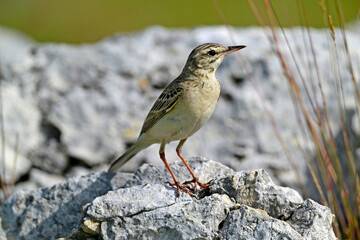 Tawny Pipit // Brachpieper (Anthus campestris) 