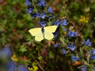 Zitronenfalter (Gonepteryx rhamni)