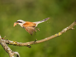 Neuntöter (Lanius collurio)