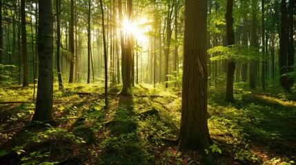 Obraz premium A serene forest with sunlight filtering through the trees, highlighting the importance of preserving natural habitats