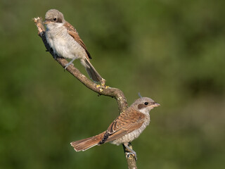 Neuntöter (Lanius collurio)