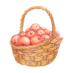 Ripe red apples in wicker basket. Pannier with handle full off fresh fruits. Farm organic food. Isolated Watercolor vintage illustration for rustic prints design, healthy food fair advertising