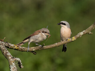 Neuntöter (Lanius collurio)
