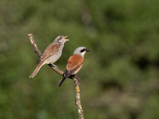 Neuntöter (Lanius collurio)
