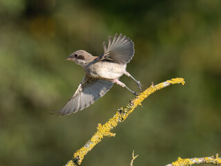 Neuntöter (Lanius collurio)