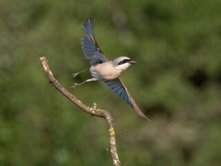 Neuntöter (Lanius collurio)