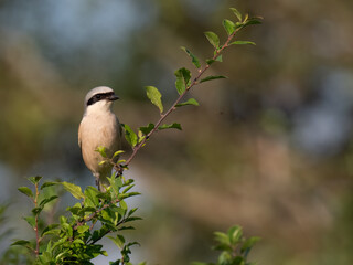 Neuntöter (Lanius collurio)