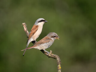 Neuntöter (Lanius collurio)