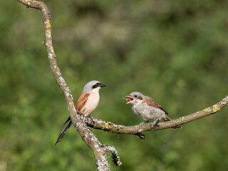 Neuntöter (Lanius collurio)