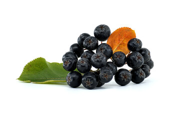 Fresh aronia melanocarpa (black chokeberry) berries with green and orange leaves isolated on white