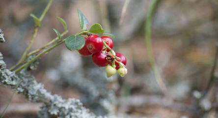 Close-up of vibrant red lingonberries growing on a branch in a natural outdoor setting