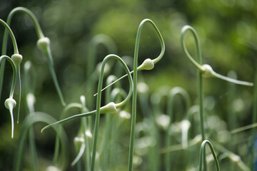Close-up of garlic scapes curling in a garden, depicting natural growth and organic farming