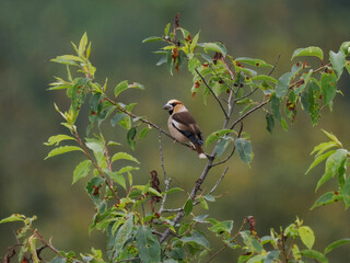 Kernbeißer (Coccothraustes coccothraustes)