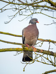 Ringeltaube (Columba palumbus)