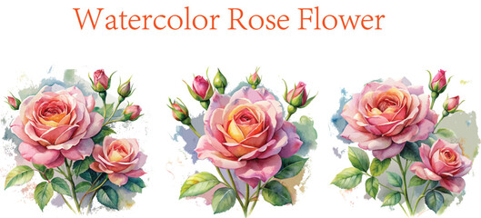 Watercolor Rose flower with rose buds, Set of rise flower