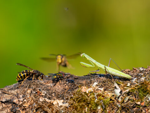 Gottesanbeterin und Wespen