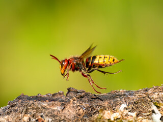 Hornisse (Vespa crabro)
