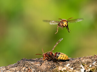 Hornisse (Vespa crabro)