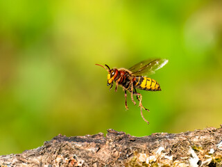 Hornisse (Vespa crabro)