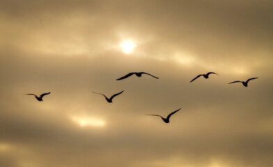 A flock of seagulls flying  against a dramatic sunset sky