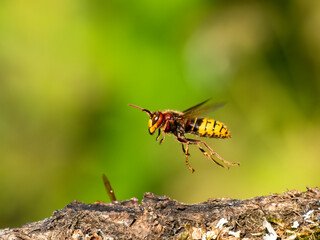 Hornisse (Vespa crabro)