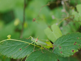 Westliche Steppen-Sattelschrecke (Ephippiger ephippiger)