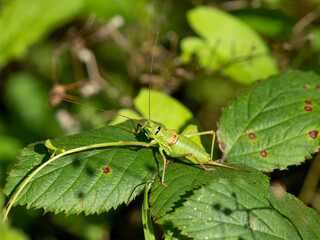 Westliche Steppen-Sattelschrecke (Ephippiger ephippiger)