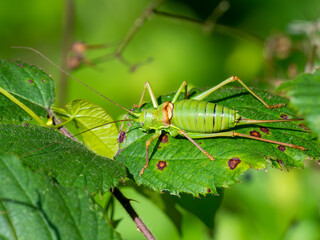 Westliche Steppen-Sattelschrecke (Ephippiger ephippiger)
