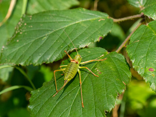 Westliche Steppen-Sattelschrecke (Ephippiger ephippiger)