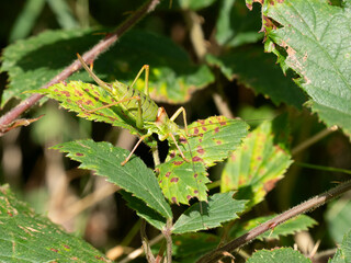 Westliche Steppen-Sattelschrecke (Ephippiger ephippiger)