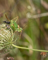 Westliche Steppen-Sattelschrecke (Ephippiger ephippiger)