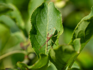 Braune Randwanze (Gonocerus acuteangulatus)