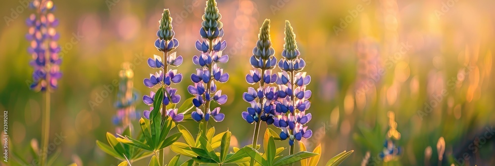 Poster lupine flowers blossom in a grassy summer meadow.