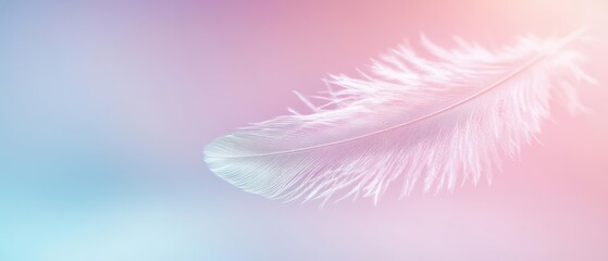 Naklejka premium Single white feather on a pastel pink and blue background.