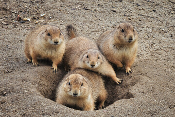 prairie dog on the ground - Präriehund - Erdhörnchen - Nagetier - Pelz - Pelzig - Tier - Animal -...