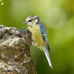 Fototapeta premium Bird, eating and park in nature on log for relax in natural environmental habitat, sustainability and wildlife. Eurasian blue tit, animal and branch in outdoor garden with green background in Europe.