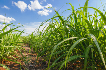 Sugarcane growing in the fields in sunset