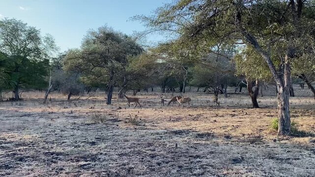 a herd of deer in the middle of the savanna