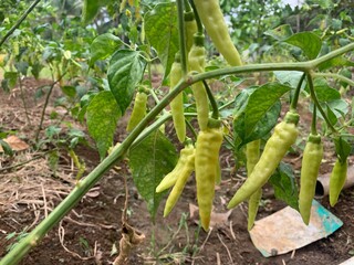 Cayenne pepper trees that are fertile and bear moist fruit are very attractive and beautiful