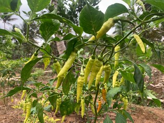 Cayenne pepper trees that are fertile and bear moist fruit are very attractive and beautiful