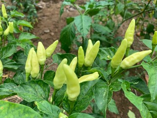 Cayenne pepper trees that are fertile and bear moist fruit are very attractive and beautiful