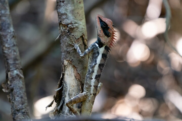 Lizard with black stripes over its eyes is sitting on a branch in the forest.