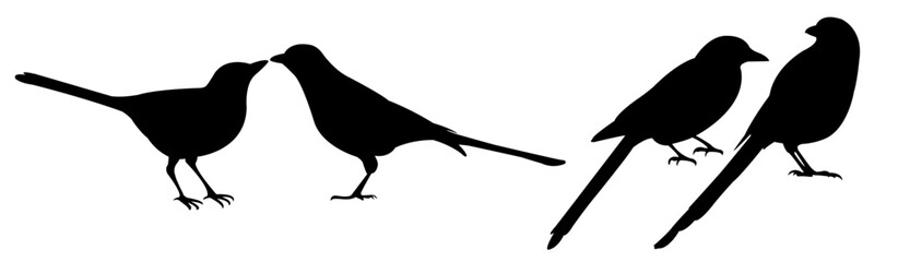 Silhouette of a couple of birds.