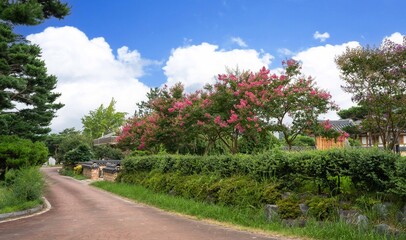 Red crape myrtle blooming in a traditional Korean Hanok garden